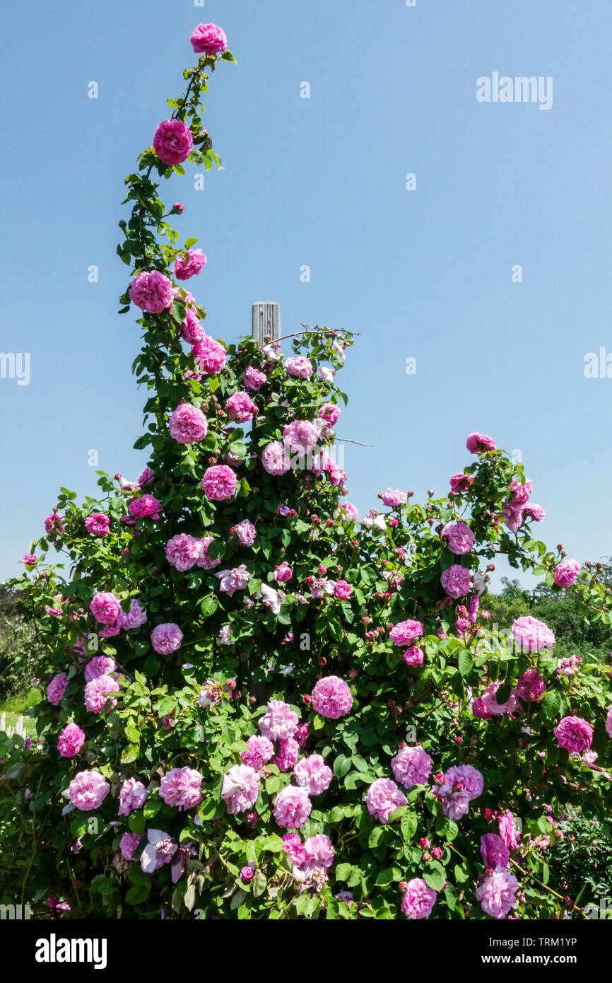 Klettern Rose, Rosa 'Gros Choux d'Hollande' Stockfoto