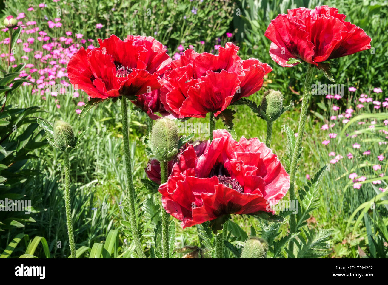 Schöne Blumen Roter orientalischer Mohn wächst im Hüttengarten papaver orientale Stockfoto