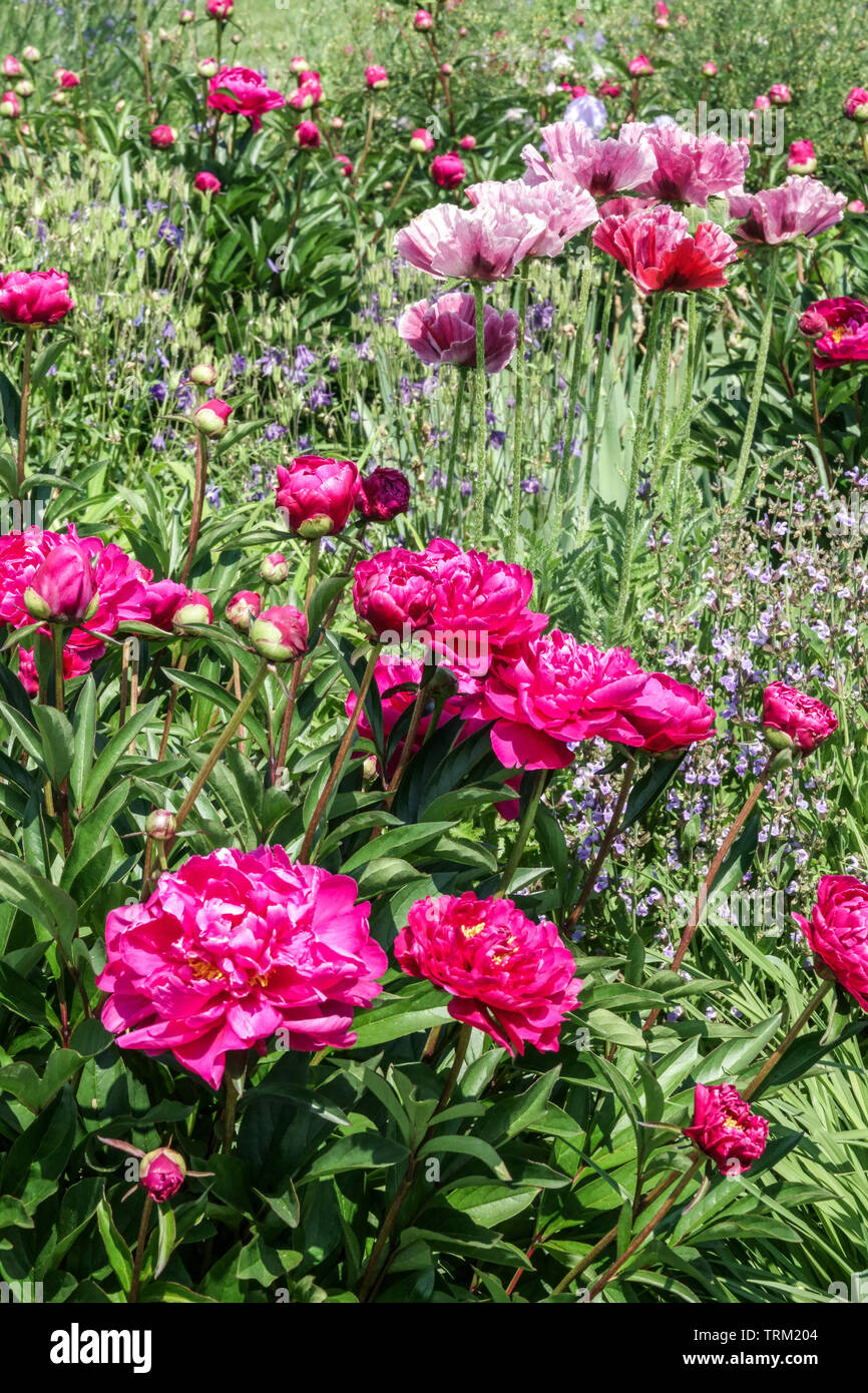 Rote Blumen auf Cottage Garten, Farbkombination mehrjährige Pflanzen, gemischten roten Pfingstrosen, oriental poppy Grenze Garten Stockfoto
