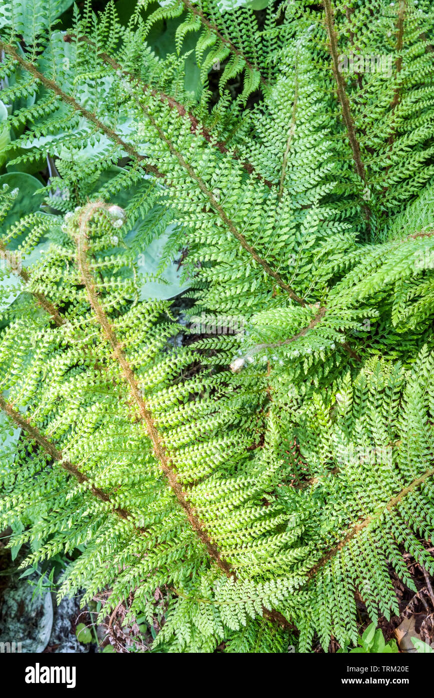 Polystichum setiferum Plumosum Densum'', weiches Shield Fern Stockfoto