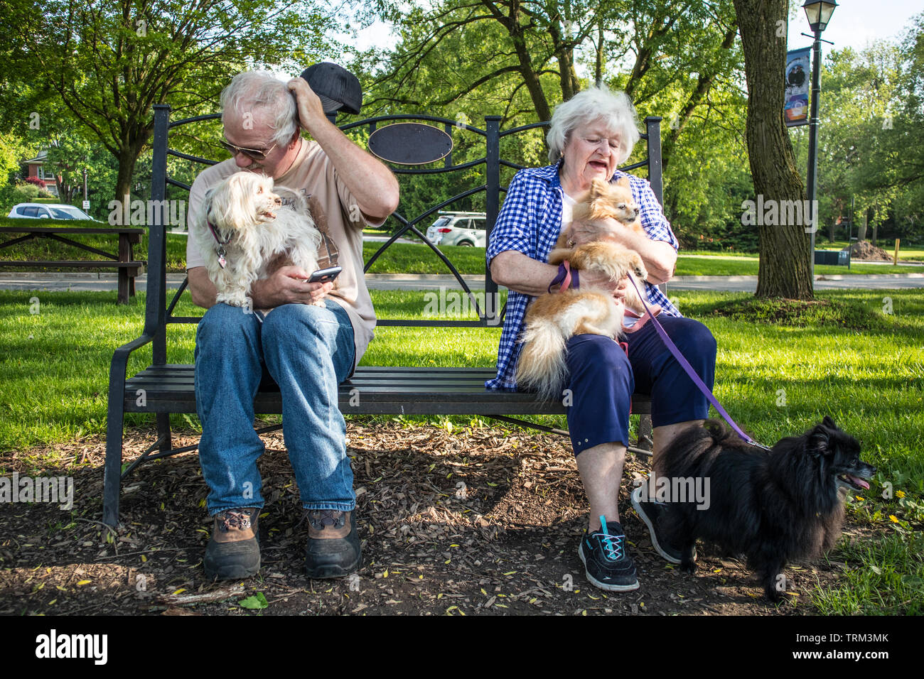 Ein älteres Ehepaar mit drei kleinen (aber sehr Kläffender) Hunde. Stockfoto