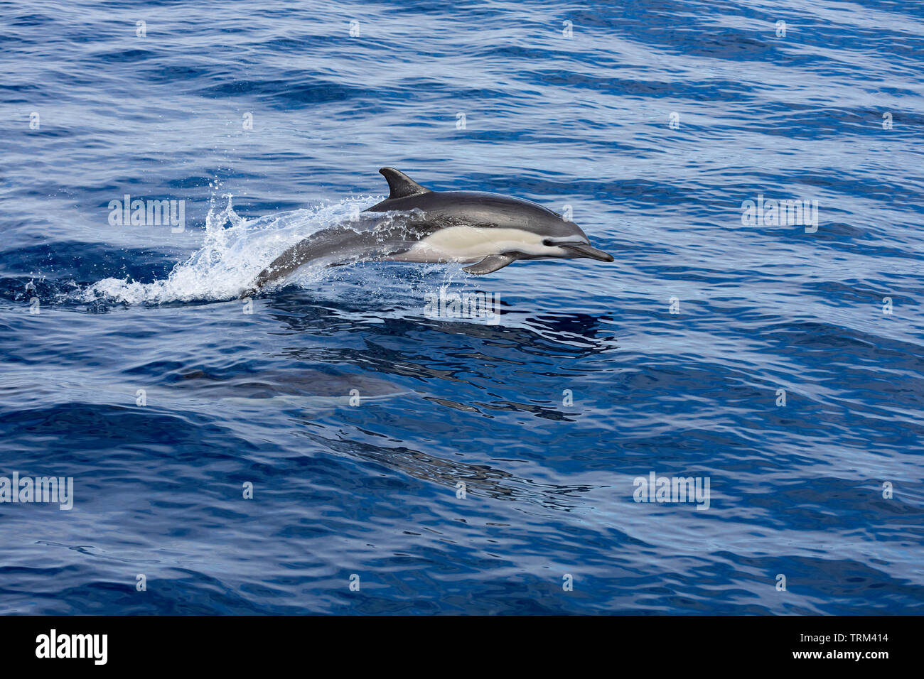 Diese Gemeinen Delphin, Delphinus Delphis, war in einer Schule von über 1000 im Pazifik vor Mexiko. Stockfoto