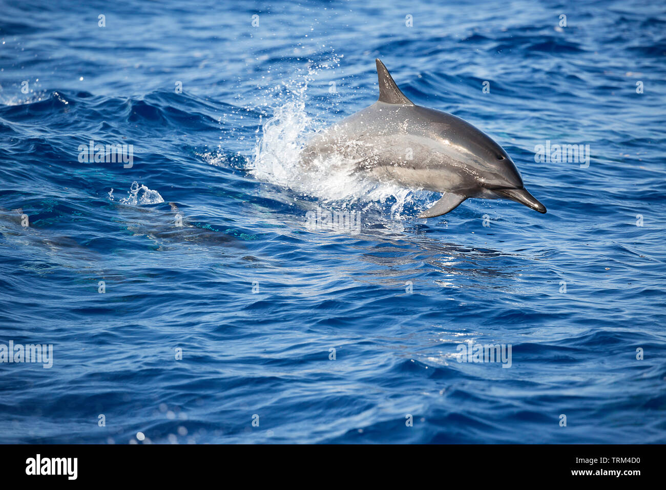 Ein springen Spinner dolphin, Stenella longirostris, vor der Insel Lanai, Hawaii. Stockfoto