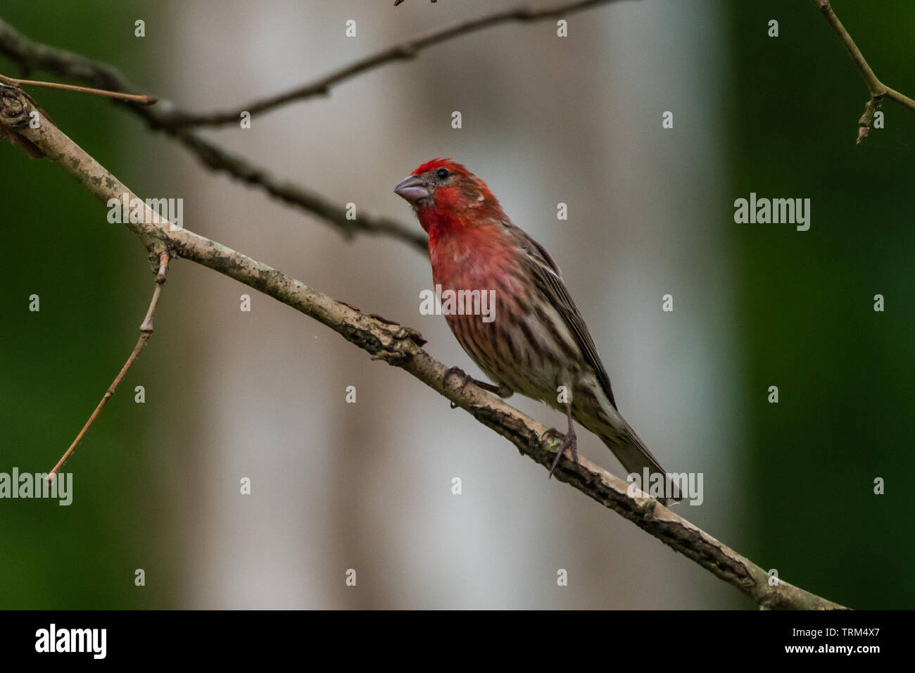 Männliche House finch thront auf einem Glied Stockfoto