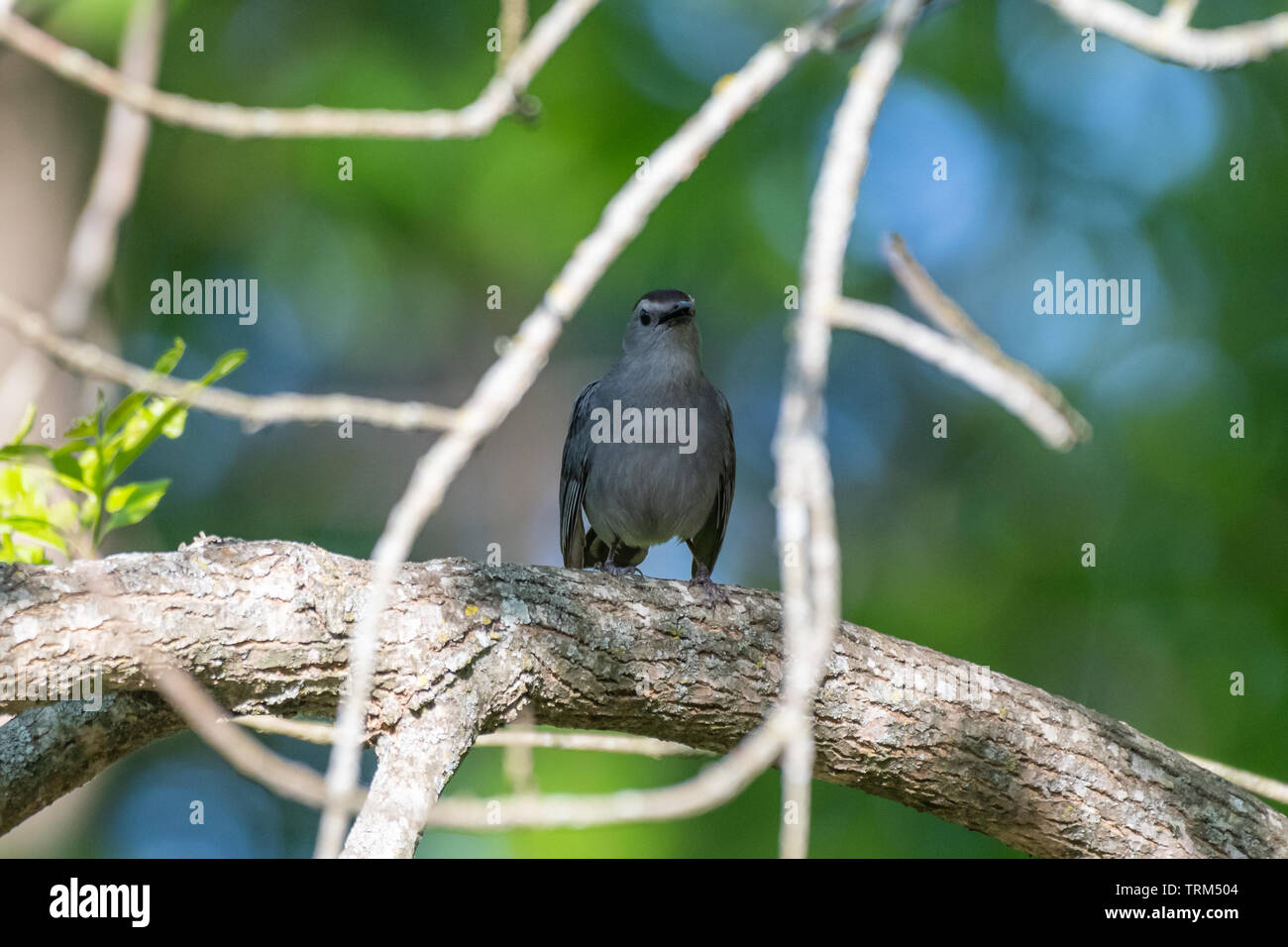 Grau catbird thront auf einem Ast Stockfoto