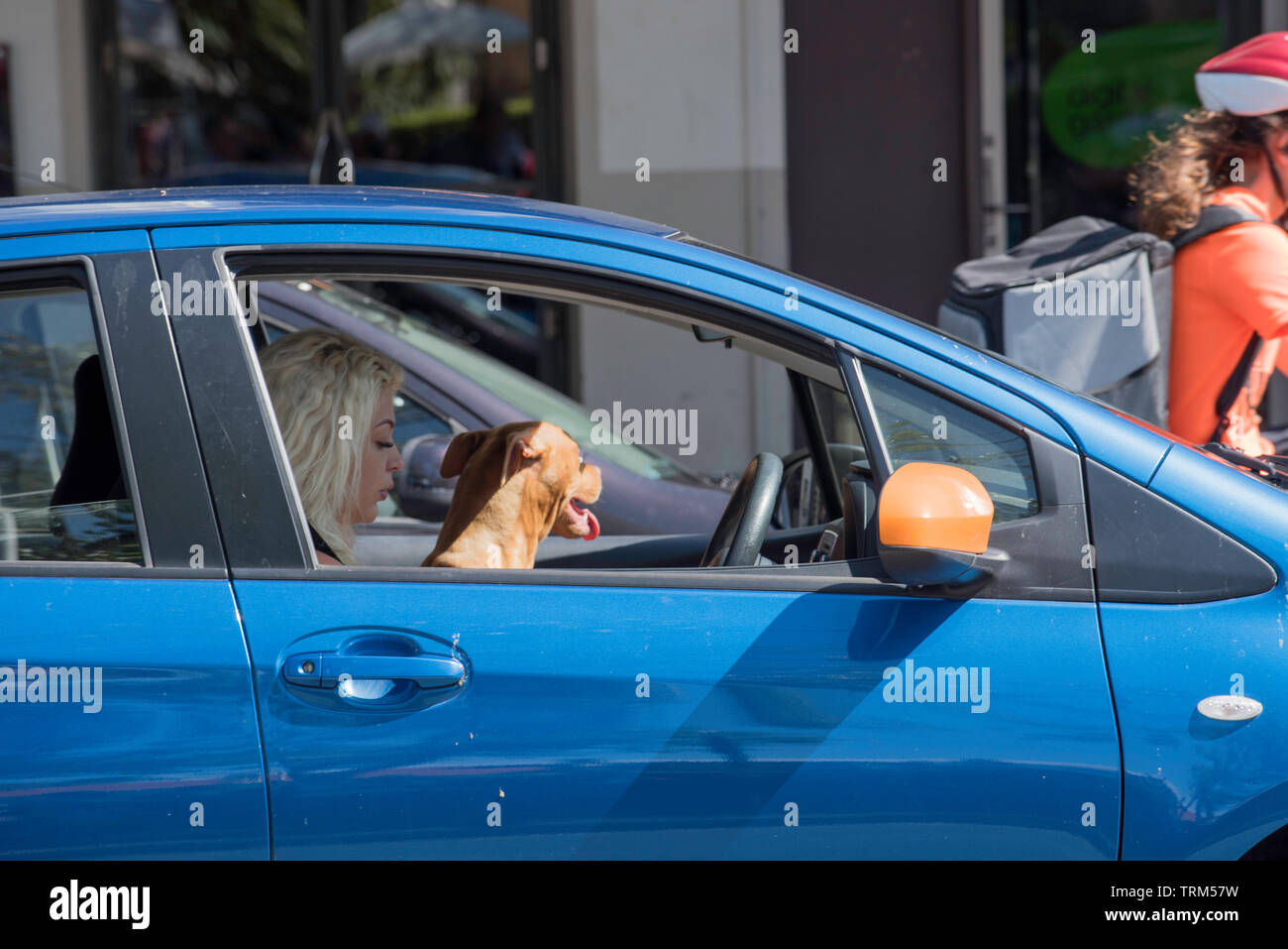 Eine junge Frau hielt in ihrem Auto im Stau an, mit einem Hund, der neben ihr saß und aus dem Fenster schaute Stockfoto
