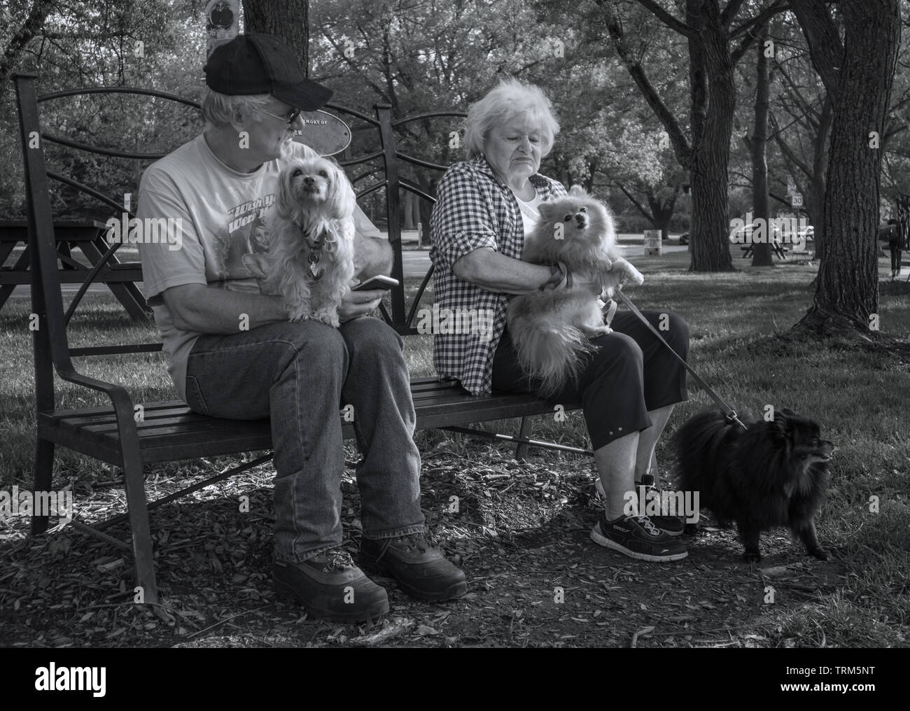 Ein älteres Ehepaar mit drei kleinen (aber sehr Kläffender) Hunde. Monochrom. Stockfoto