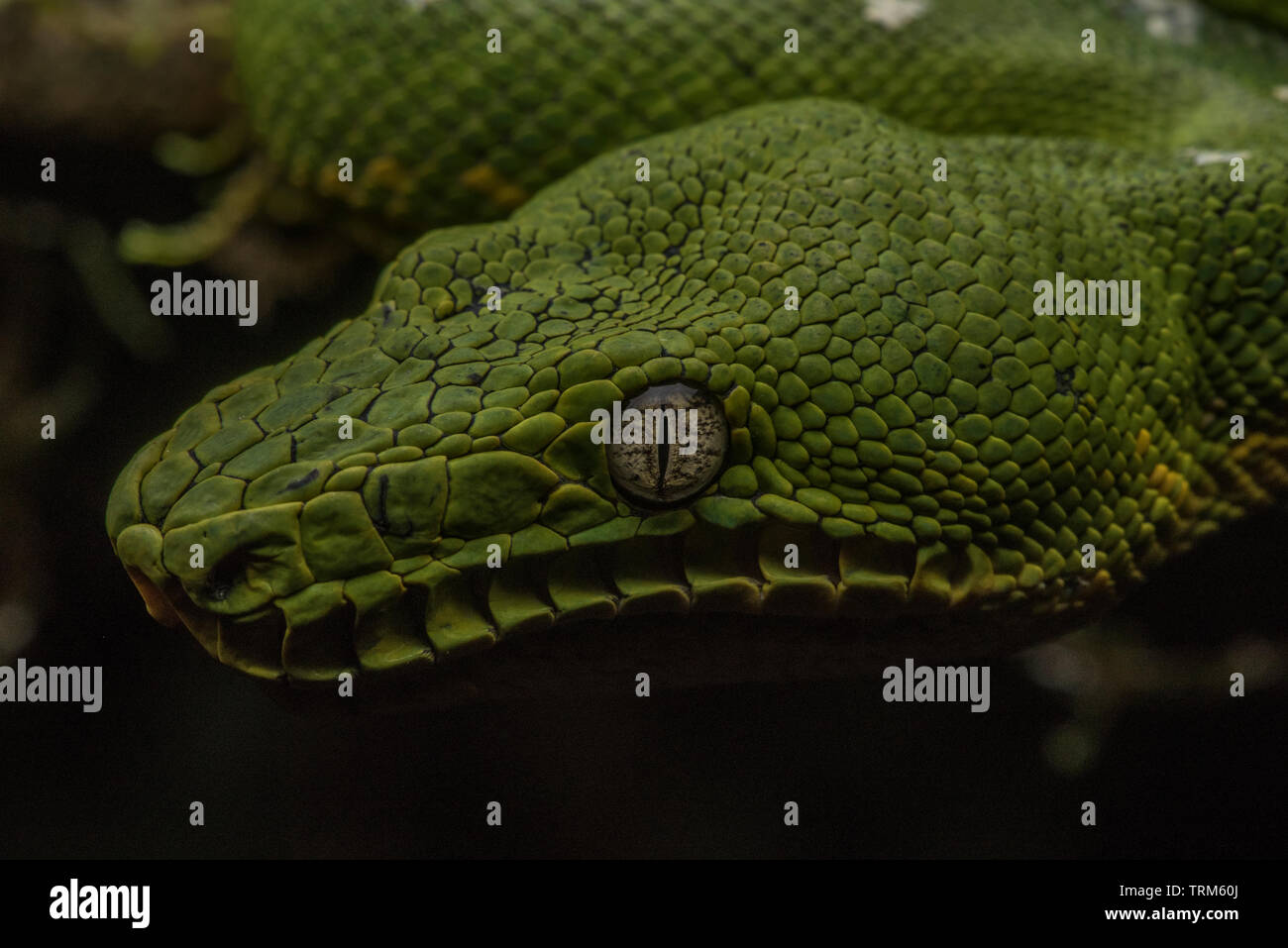 Ein Wild Emerald Boa (Corallus caninus) von Yasuni Nationalpark in den Amazonas Dschungel Ecuadors. Stockfoto