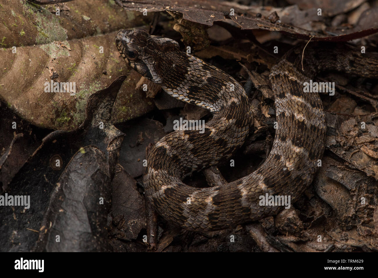 Falsche fer-de-lance (Xenodon rabdocephalus) aus dem Amazonas Regenwald in Yasuni Nationalpark. Diese Schlangen überzeugend nachahmen gefährlich Vipern. Stockfoto