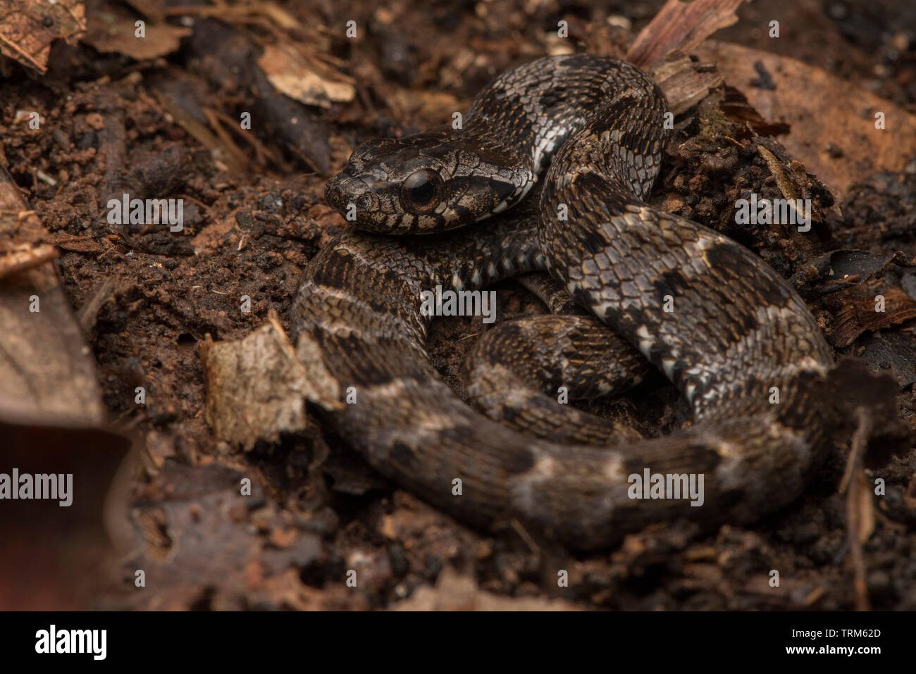 Falsche fer-de-lance (Xenodon rabdocephalus) aus dem Amazonas Regenwald in Yasuni Nationalpark. Diese Schlangen überzeugend nachahmen gefährlich Vipern. Stockfoto