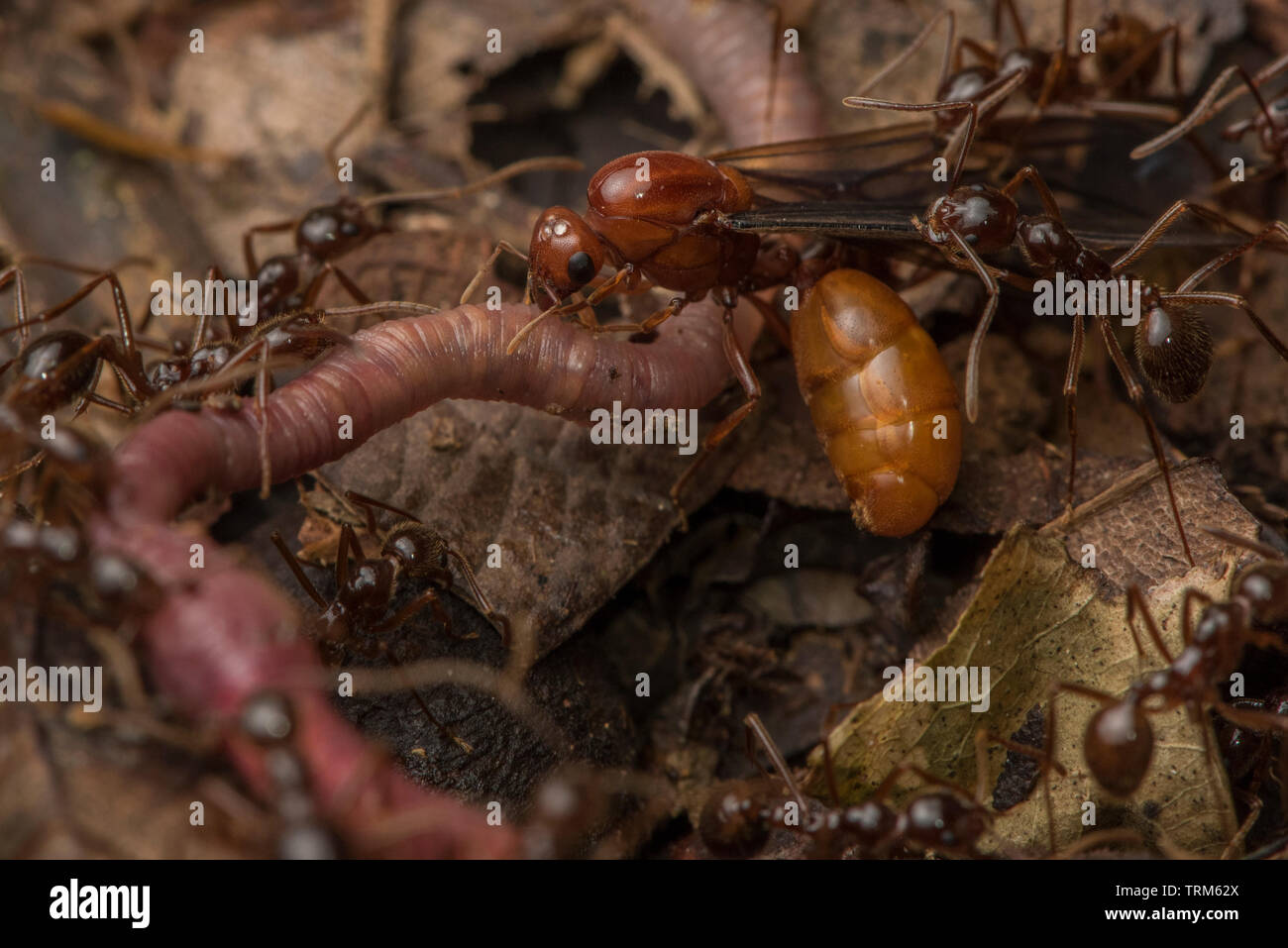 Ein Schwarm von Ameisen Angriff auf einen Regenwurm auf dem Waldboden in Yasuni Nationalpark, Ecuador. Stockfoto