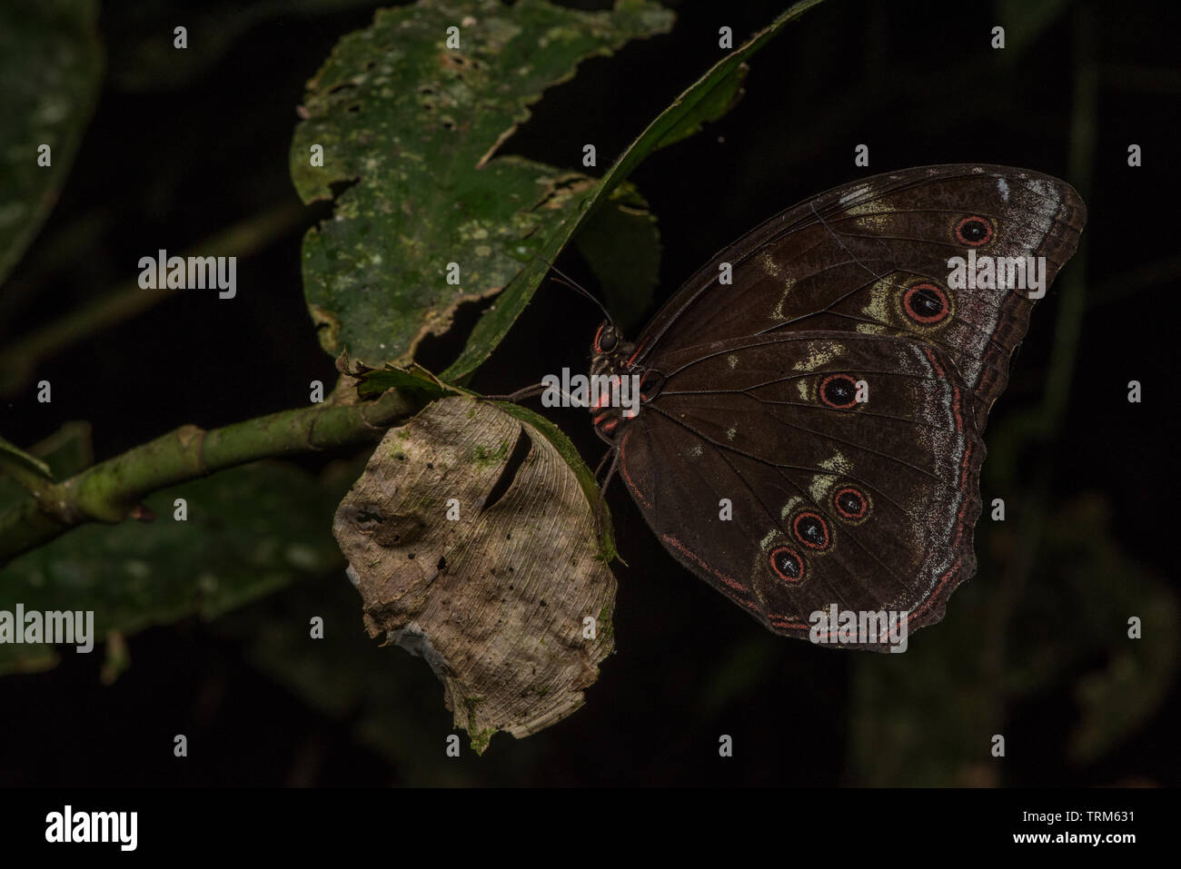 Ein Schmetterling thront auf einem Blatt im Urwald des Amazonas in Yasuni Nationalpark in Ecuador. Stockfoto