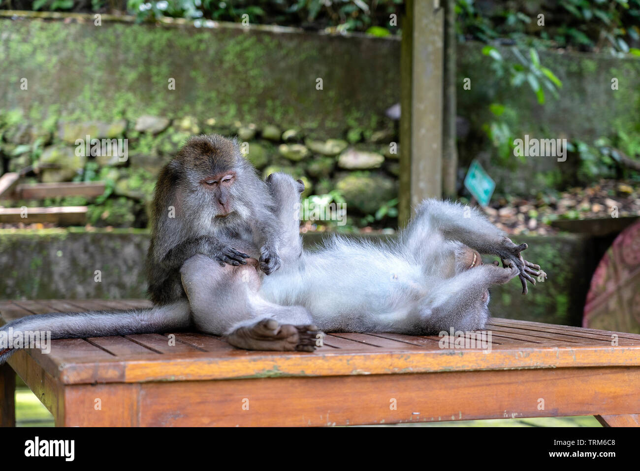 Monkey Fänge Flöhe. Monkey Familie am Heiligen Affenwald in Ubud, Insel Bali, Indonesien. Nahaufnahme Stockfoto