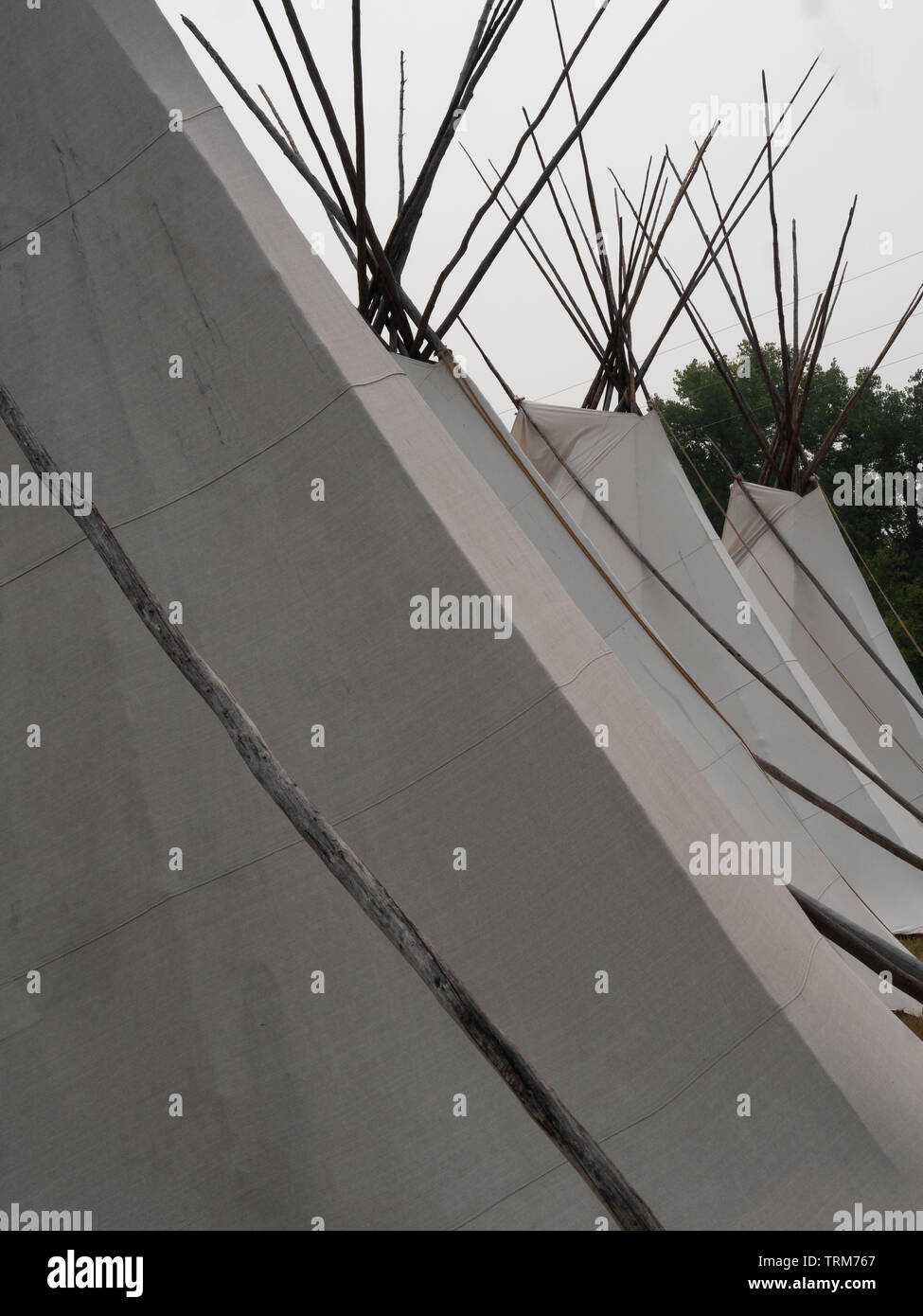 Nahaufnahme von drei Tipis gemacht mit aus weißen Leinwand über Lodge Pole Kiefern für Camping im Crow Fair benutzt. Stockfoto
