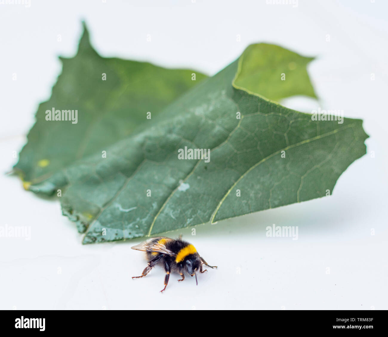 Bumble Bee und Blatt Stockfoto