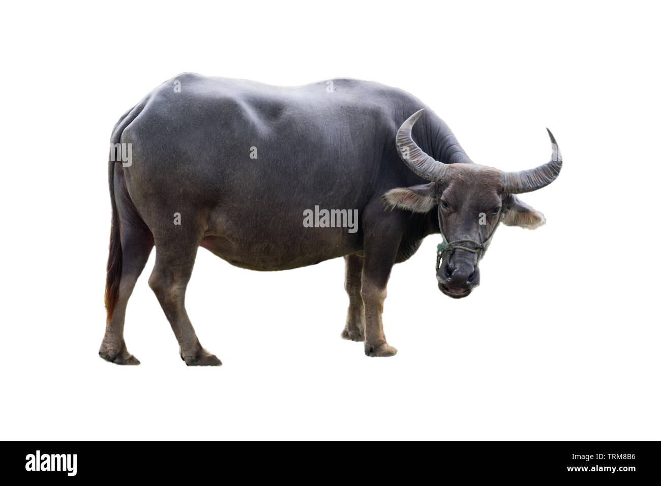 Große schwarze Buffalo Tier agiculture in Landschaft, auf weißem Hintergrund Stockfoto