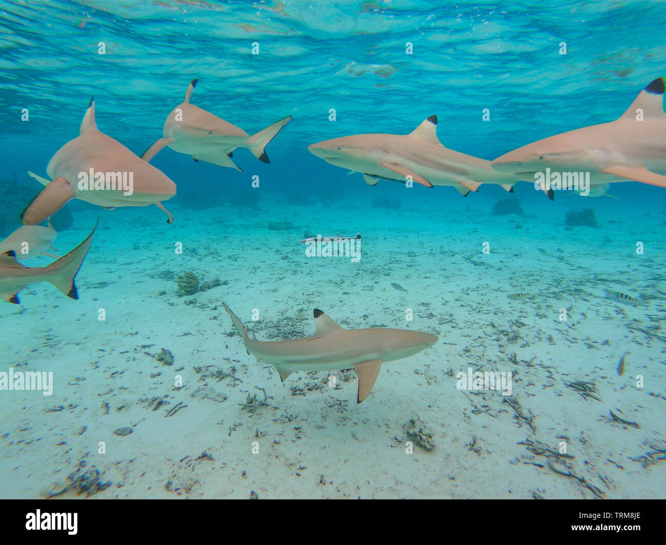 Schwarzspitzen Riffhaie, Carcharhinus melanopterus Sammeln in der flachen Lagune von Taha'a Island, Französisch Polynesien Stockfoto