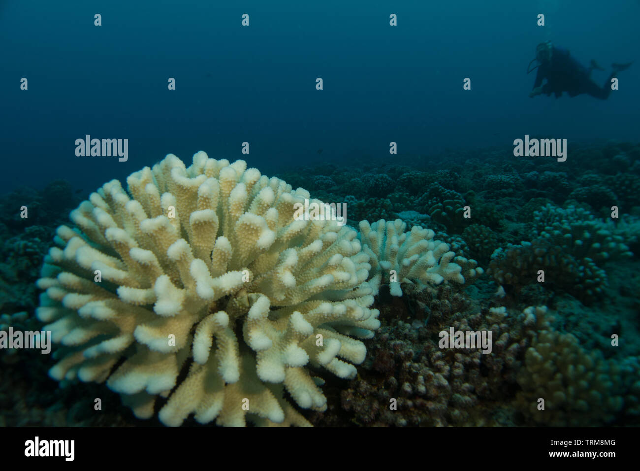 Ein Scuba Diver an Gebleicht suche Korallen in der Gattung pocillopora an. Bora Bora, Französisch-Polynesien Stockfoto