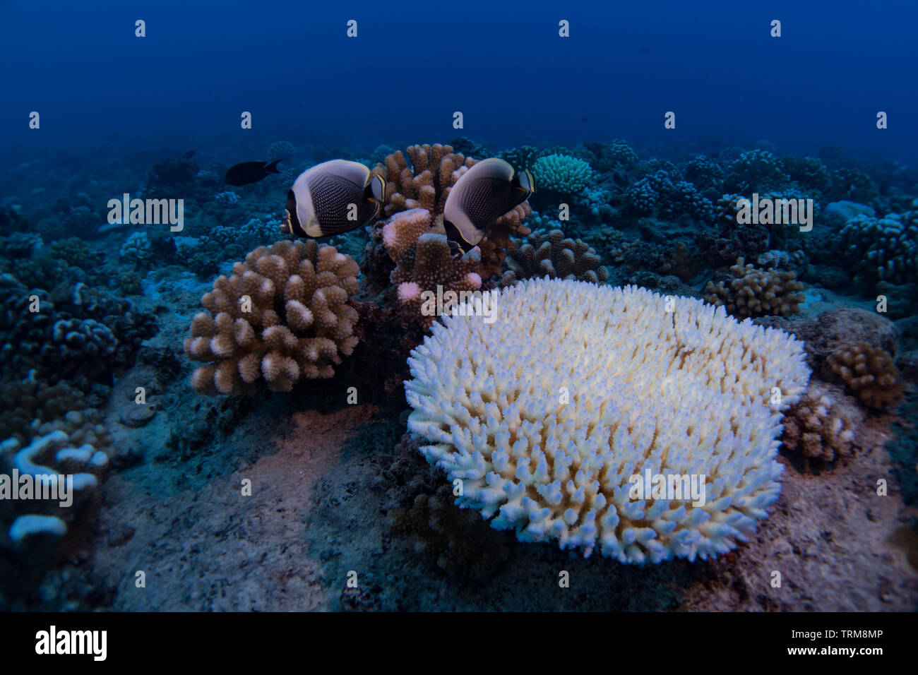 Tauchen auf Bora Bora mit gebleichten Korallen und vernetztem Falterfische Stockfoto