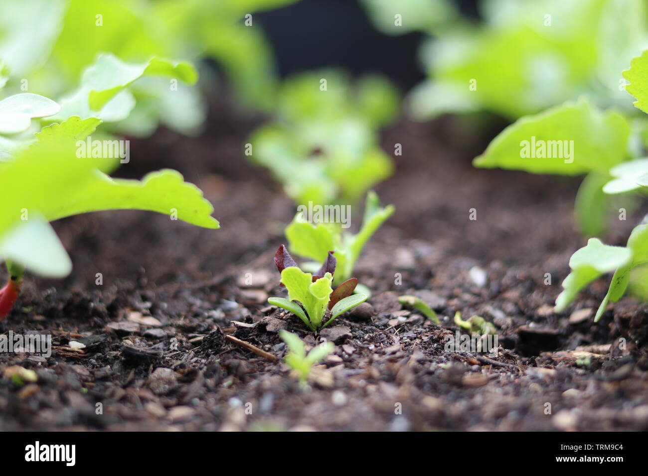 Junge Rettiche und Salat im Boden wachsen. Stockfoto