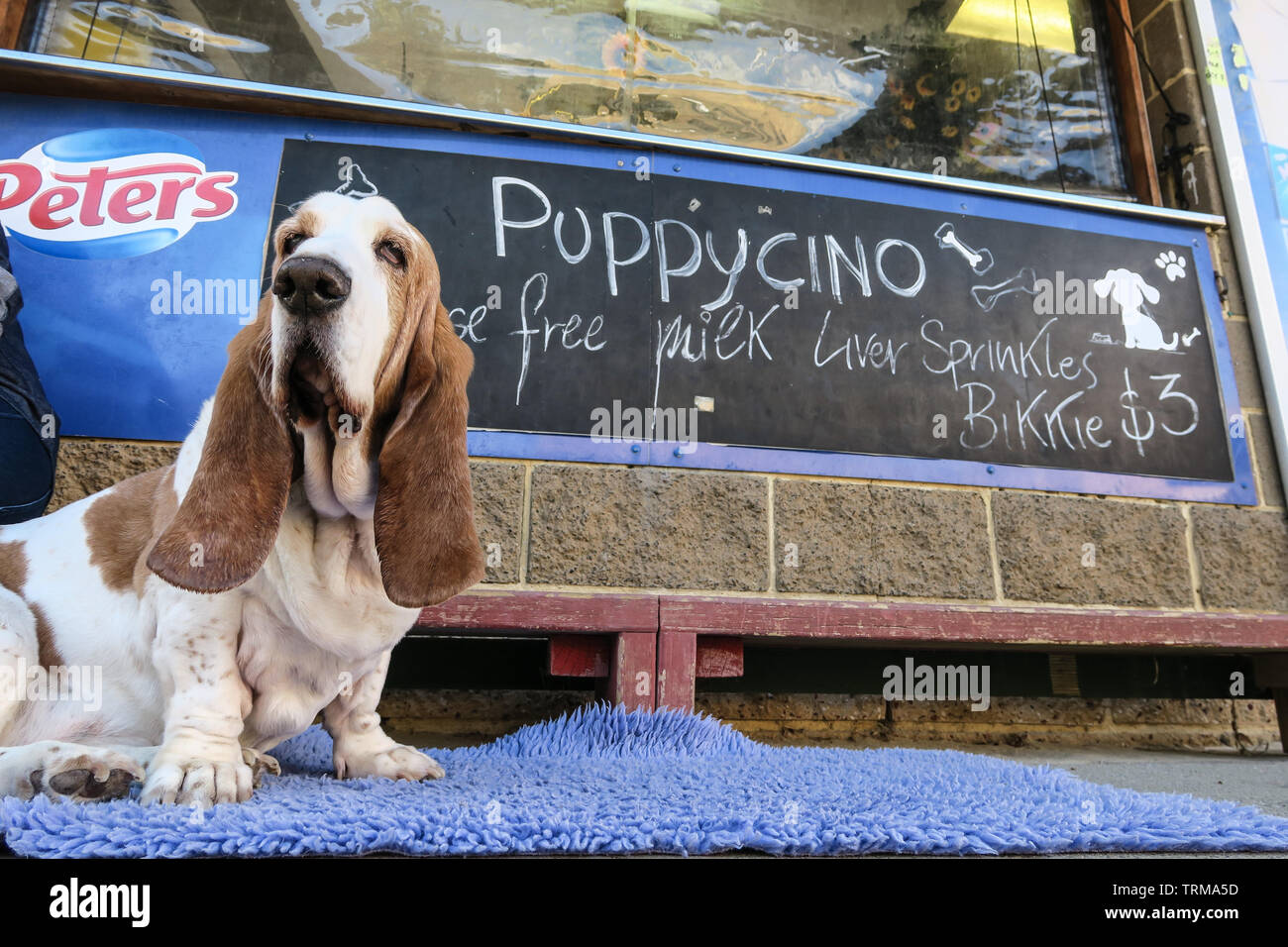 Melbourne Australien Szenen: Basset Hound Dog wartet auf seinen Kaffee in einem Café. Stockfoto