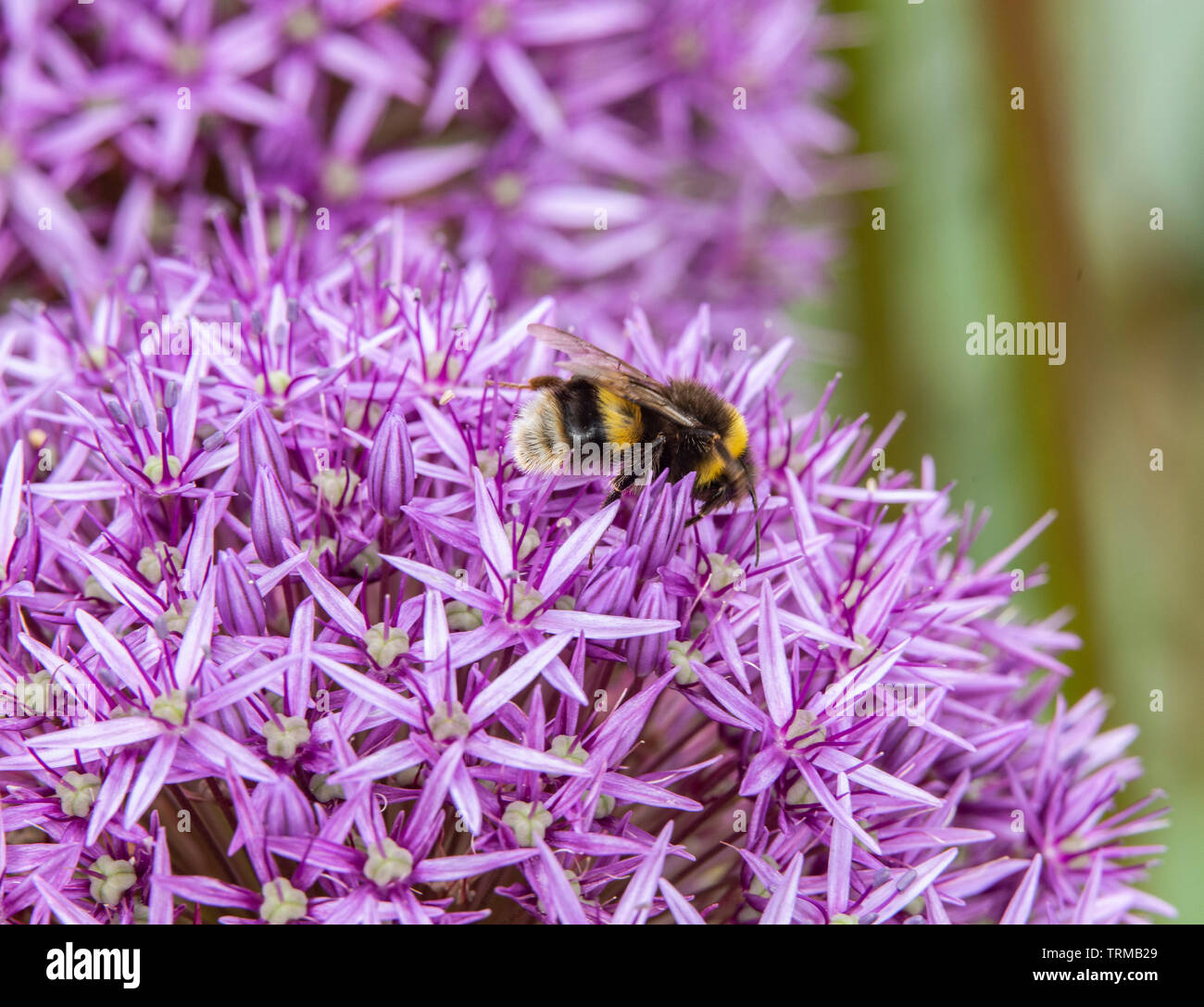 Eine Biene Feste auf der Pollen und dem Nektar der alium Globemaster in Devon Garten. Stockfoto