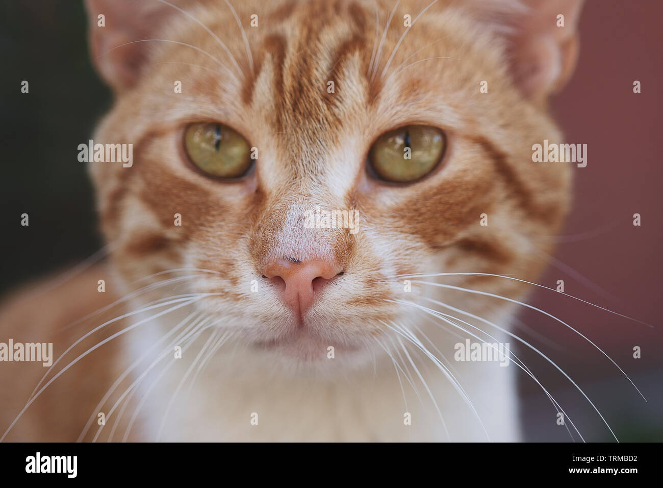 Clevere rote Farbe cat Portrait und closeup Nase Stockfoto