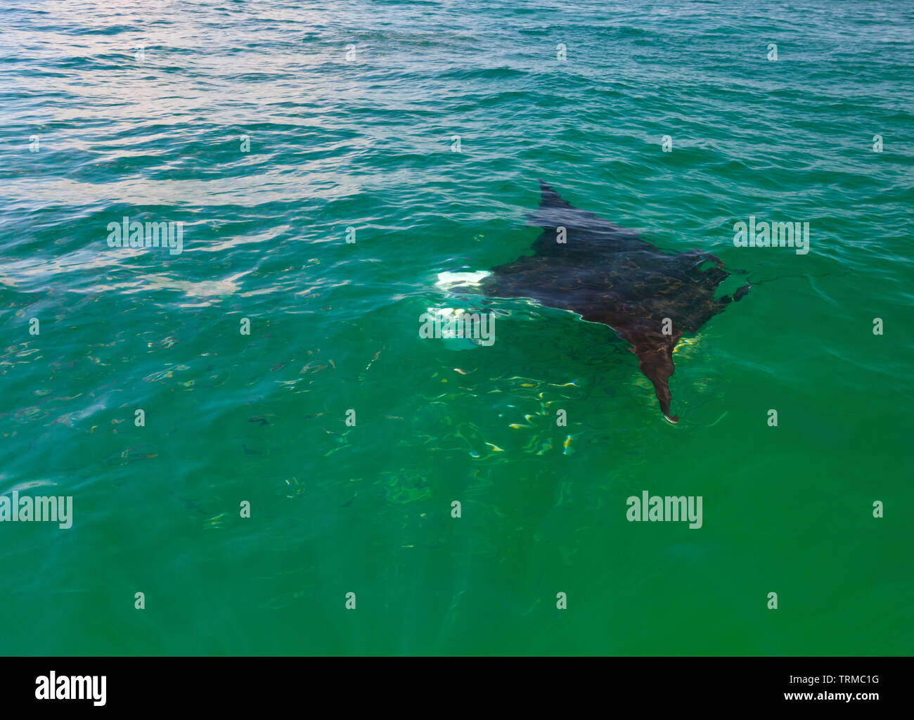 MANTARRAYA O MANTA GIGANTE - Mantarochen (Manta birostris), Isla Holbox ...