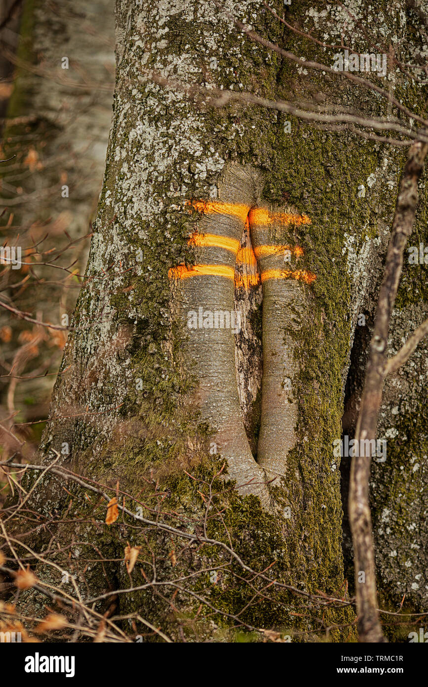 Markierung auf einen Baum Forstwirtschaft Holzeinschlag Stockfoto