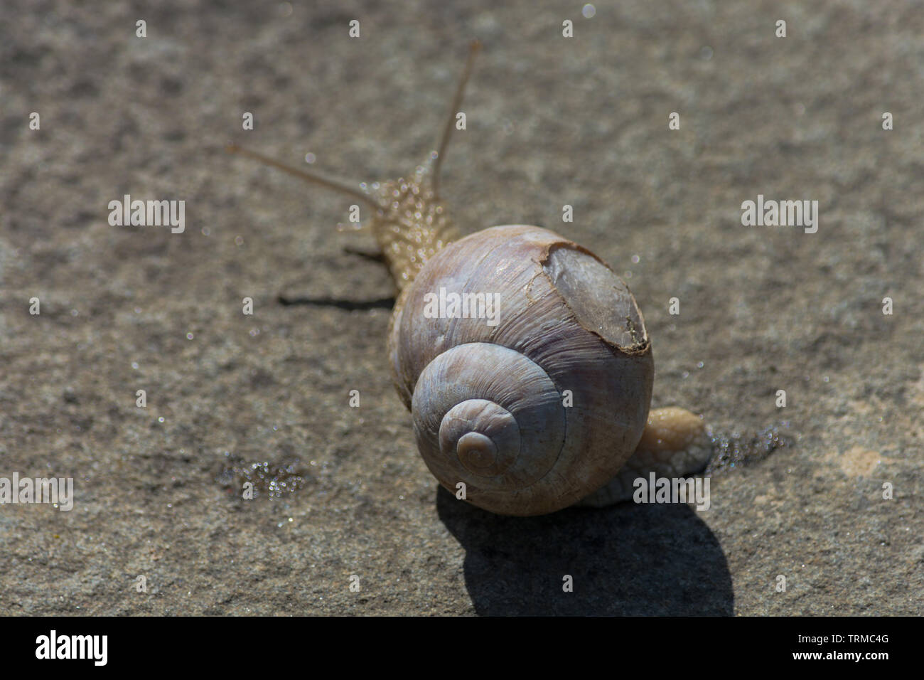 Roman Schnecke - Helix pomatia. Helix pomatia, allgemeinen Namen der Römer, Burgunder, Slug mit Verletzten Gehäuse Stockfoto