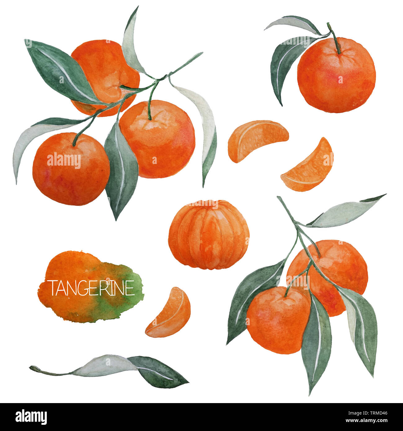 Abstrakte Hand gezeichnet Aquarell Tangerinen, Zweige, Blätter und Tangerine Schichten, Design Elemente isoliert auf weißem Stockfoto