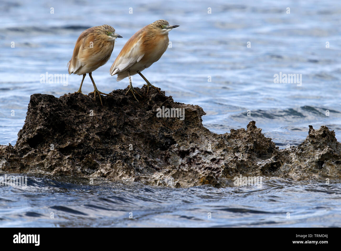 Wild Squacco Heron (Ardeola ralloides) auf einer felsigen Küste in der Nähe von Paphos, Zypern. Stockfoto