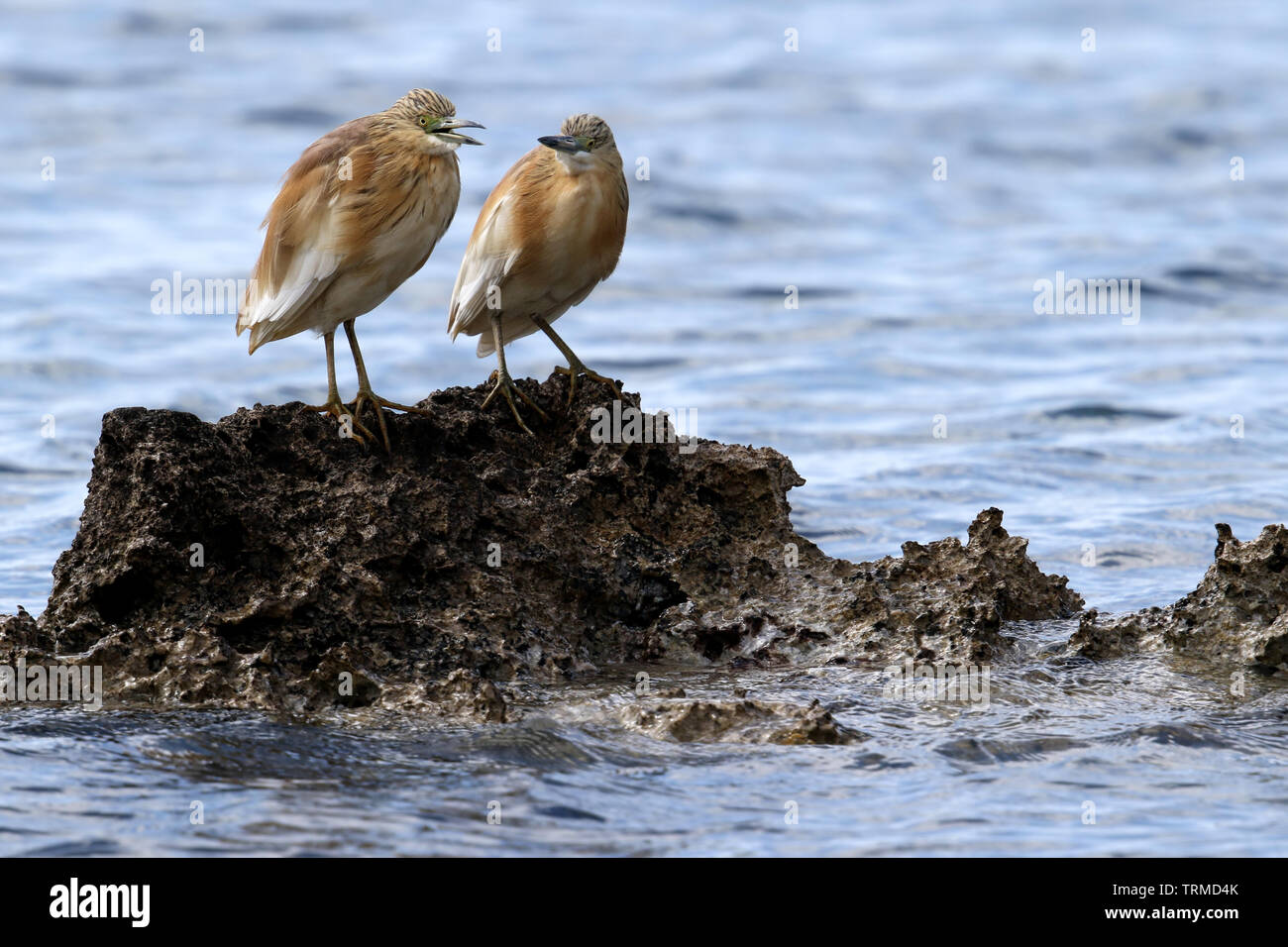 Wild Squacco Heron (Ardeola ralloides) auf einer felsigen Küste in der Nähe von Paphos, Zypern. Stockfoto