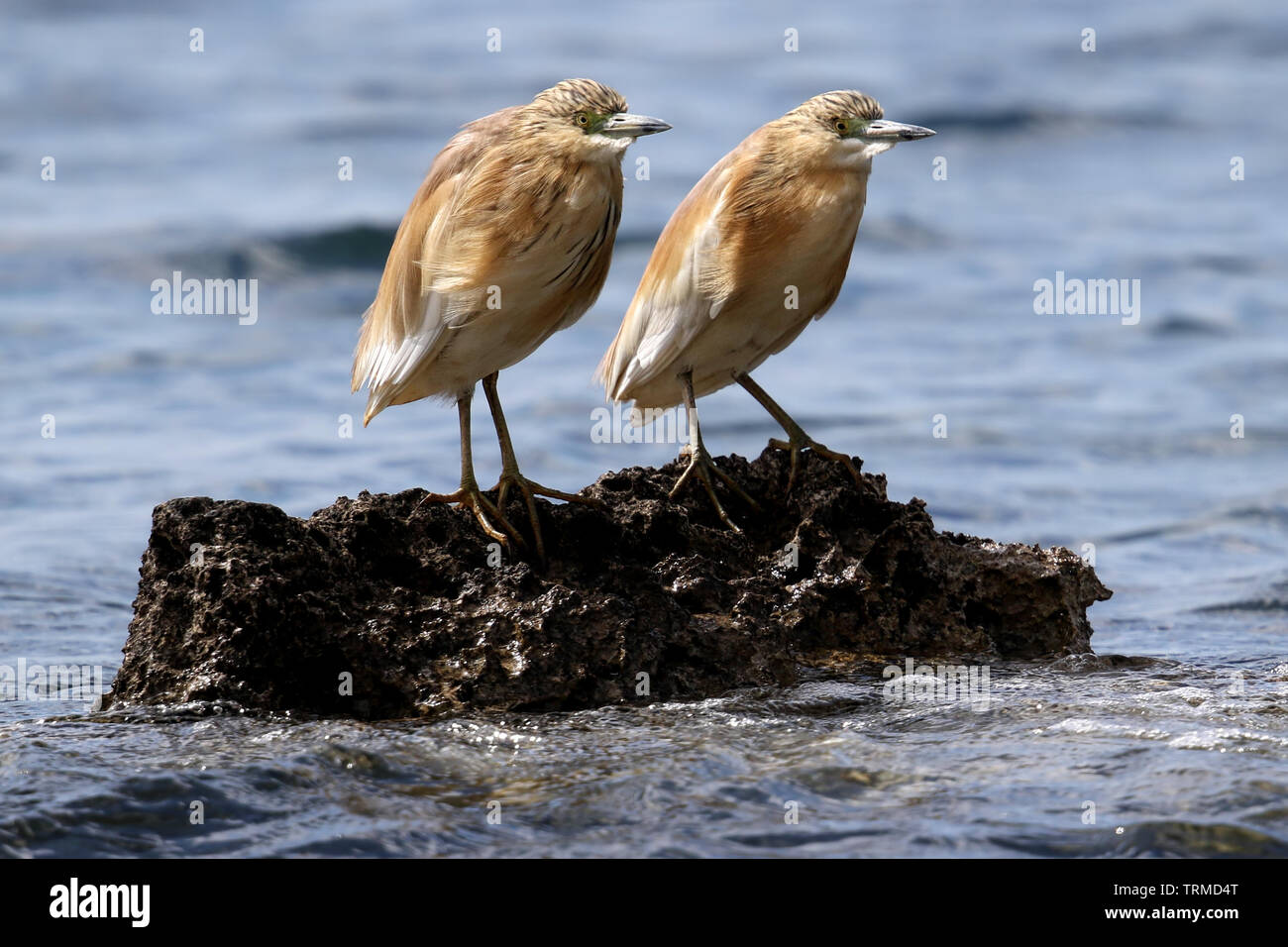 Wild Squacco Heron (Ardeola ralloides) auf einer felsigen Küste in der Nähe von Paphos, Zypern. Stockfoto