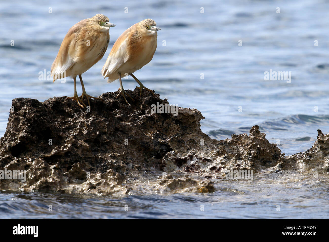 Wild Squacco Heron (Ardeola ralloides) auf einer felsigen Küste in der Nähe von Paphos, Zypern. Stockfoto
