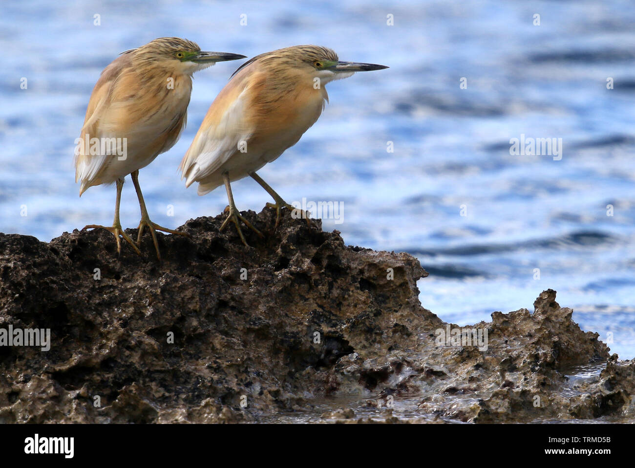 Wild Squacco Heron (Ardeola ralloides) auf einer felsigen Küste in der Nähe von Paphos, Zypern. Stockfoto
