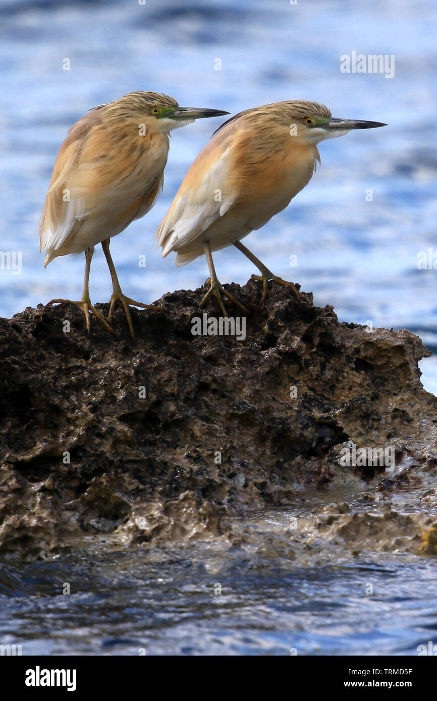 Wild Squacco Heron (Ardeola ralloides) auf einer felsigen Küste in der Nähe von Paphos, Zypern. Stockfoto