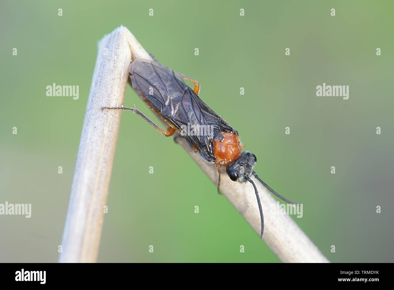 Dolerus germanicus Frau, ein Sawfly ohne Common Name Stockfoto