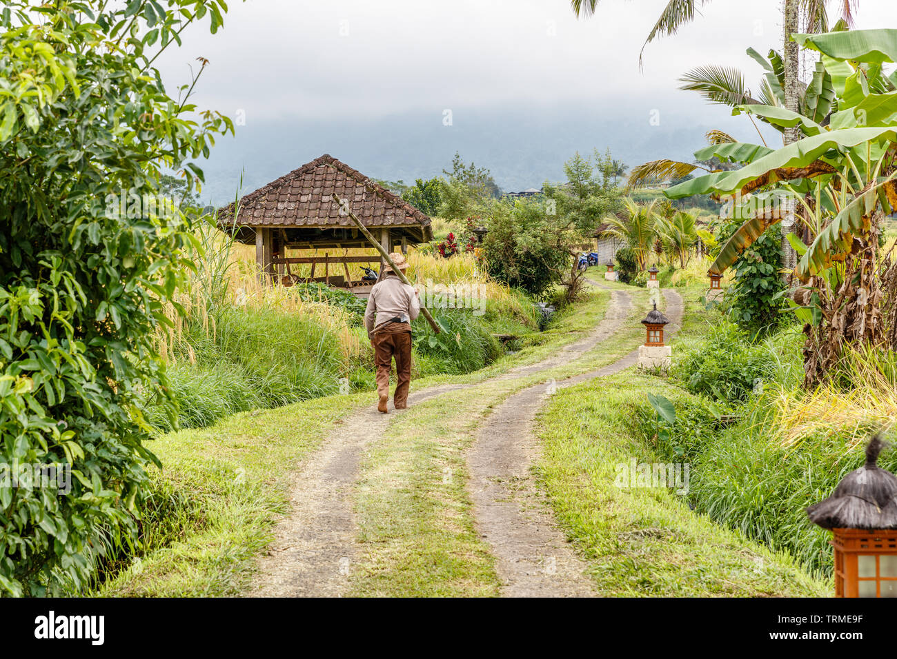 Bauer gehen bei Jatiluwih Reis Terrassen. Ländliche Landschaft. Tabanan, Bali, Indonesien Stockfoto