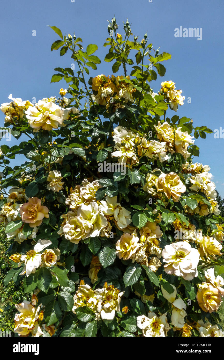 Strauch, Rose, Rosa Bin aigold' Stockfoto