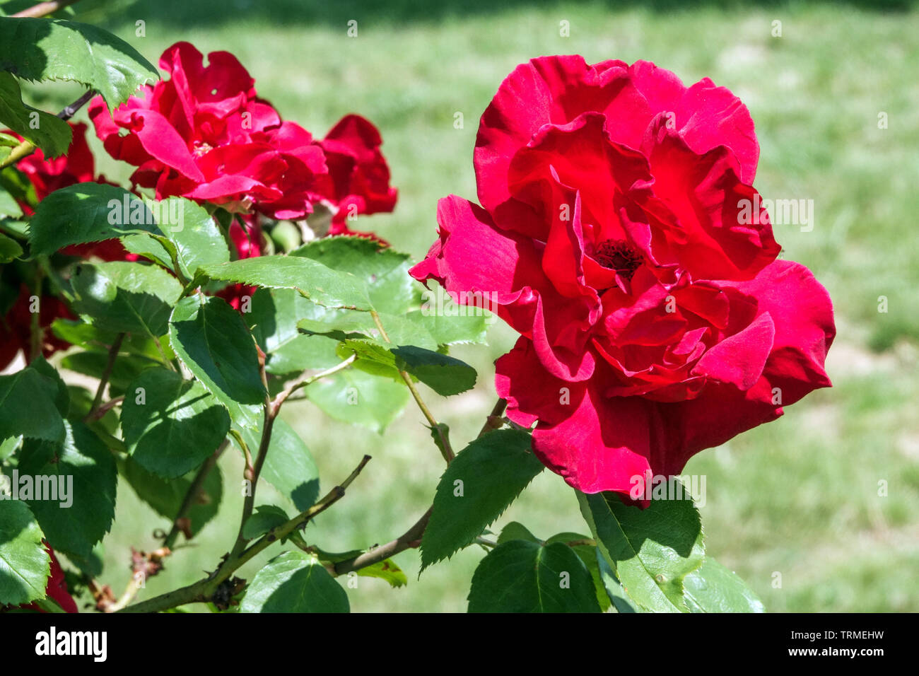 Strauch, Rose, Rosa 'Decor' Stockfoto