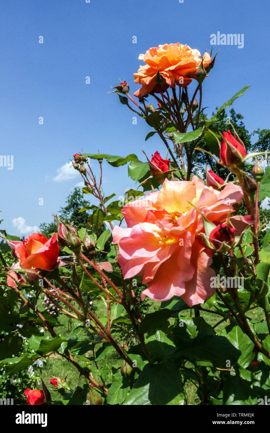 Strauch, Rose, Rosa 'Westerland' Stockfoto