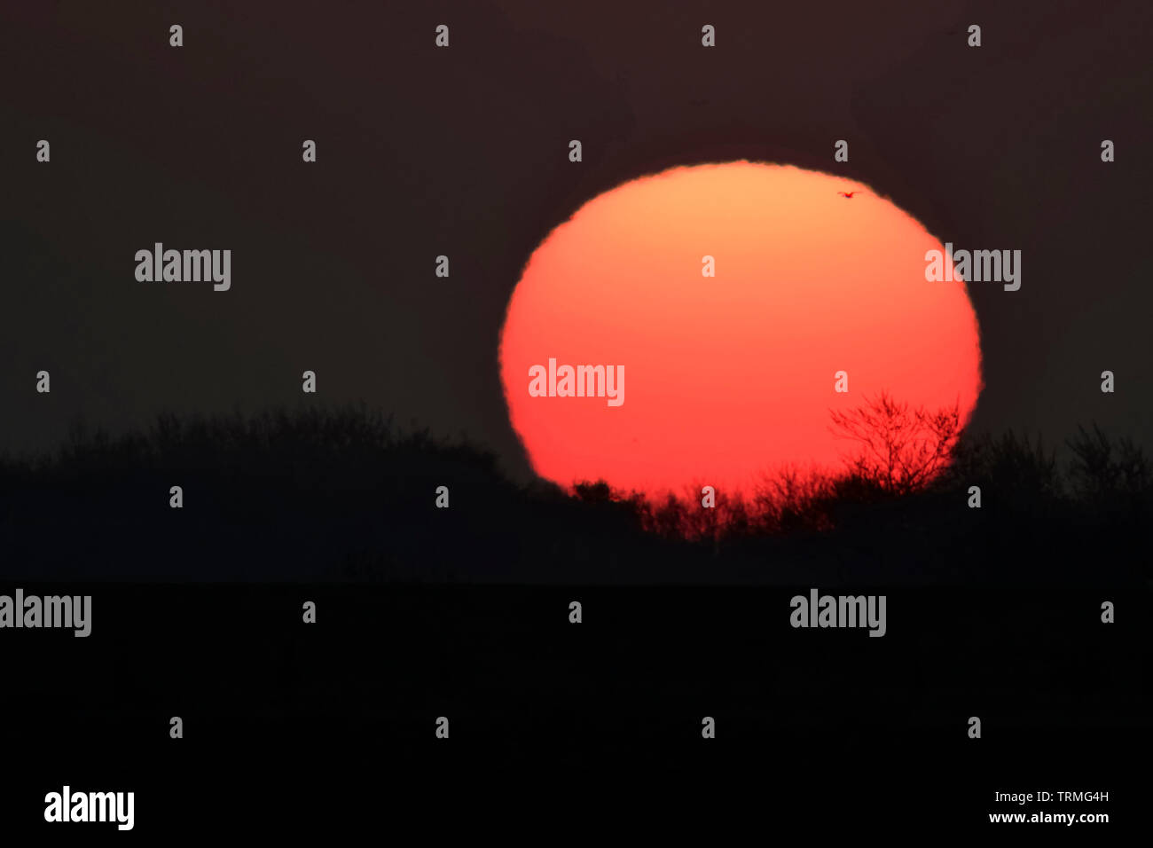 Malerischen Sonnenuntergang über einige Bäume, Sonne sieht aus wie ein riesiges heißen Feuerball, Europa. Stockfoto