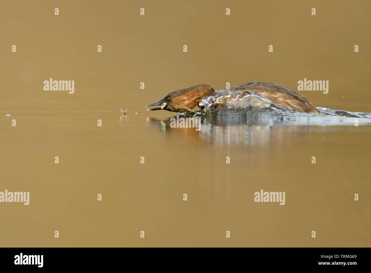 Zwergtaucher/Zwergtaucher (Tachybaptus ruficollis), Erwachsene in der Zucht Kleid, in Aktion, die Jagd auf ein Insekt, Wildlife, Europa. Stockfoto