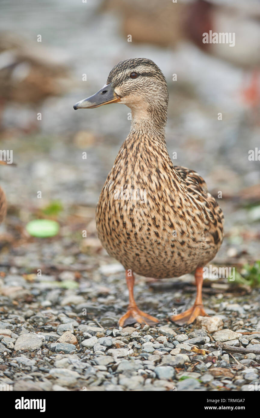 Stockente (Anas platyrthinchos) Stockfoto