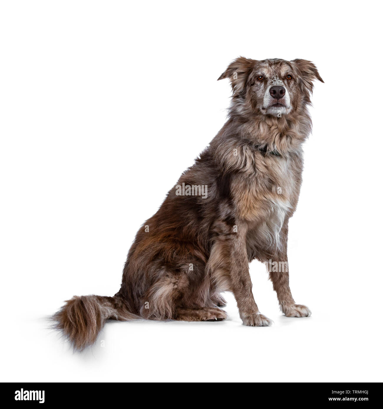 Wunderschöne erwachsenen männlichen Australian Shephard dog, sitzt seitlich. Suchen Majestic in Richtung Fotograf mit braunen Augen. Auf weissem Hintergrund. Stockfoto