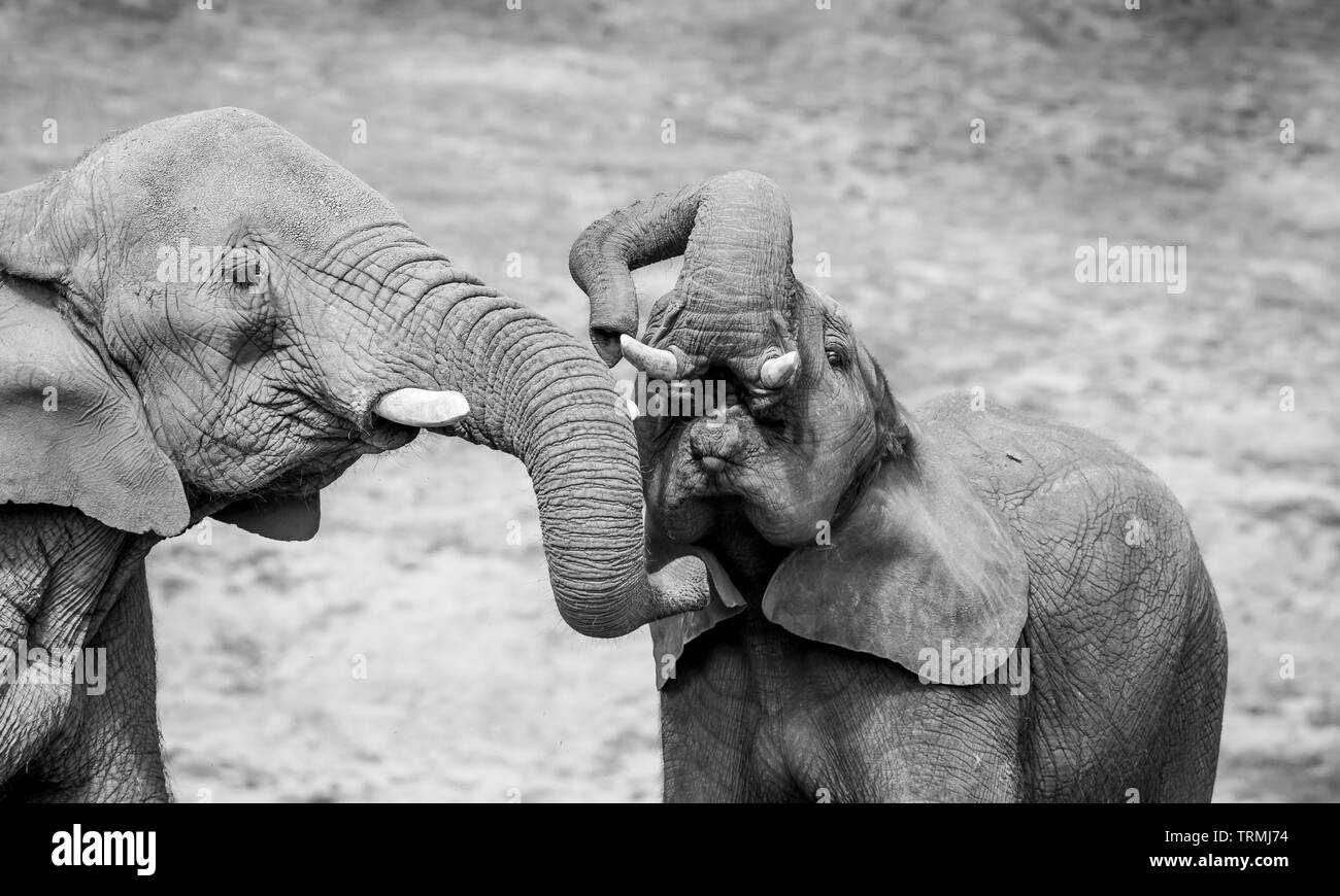 Schwarz-weiß schließen afrikanische Elefanten (Loxodonta africana). Elefantenmutter Kuh kitzelndes Baby unter dem Kinn mit Rüssel. Tiere der Tierwelt, Gefangenschaft. Stockfoto