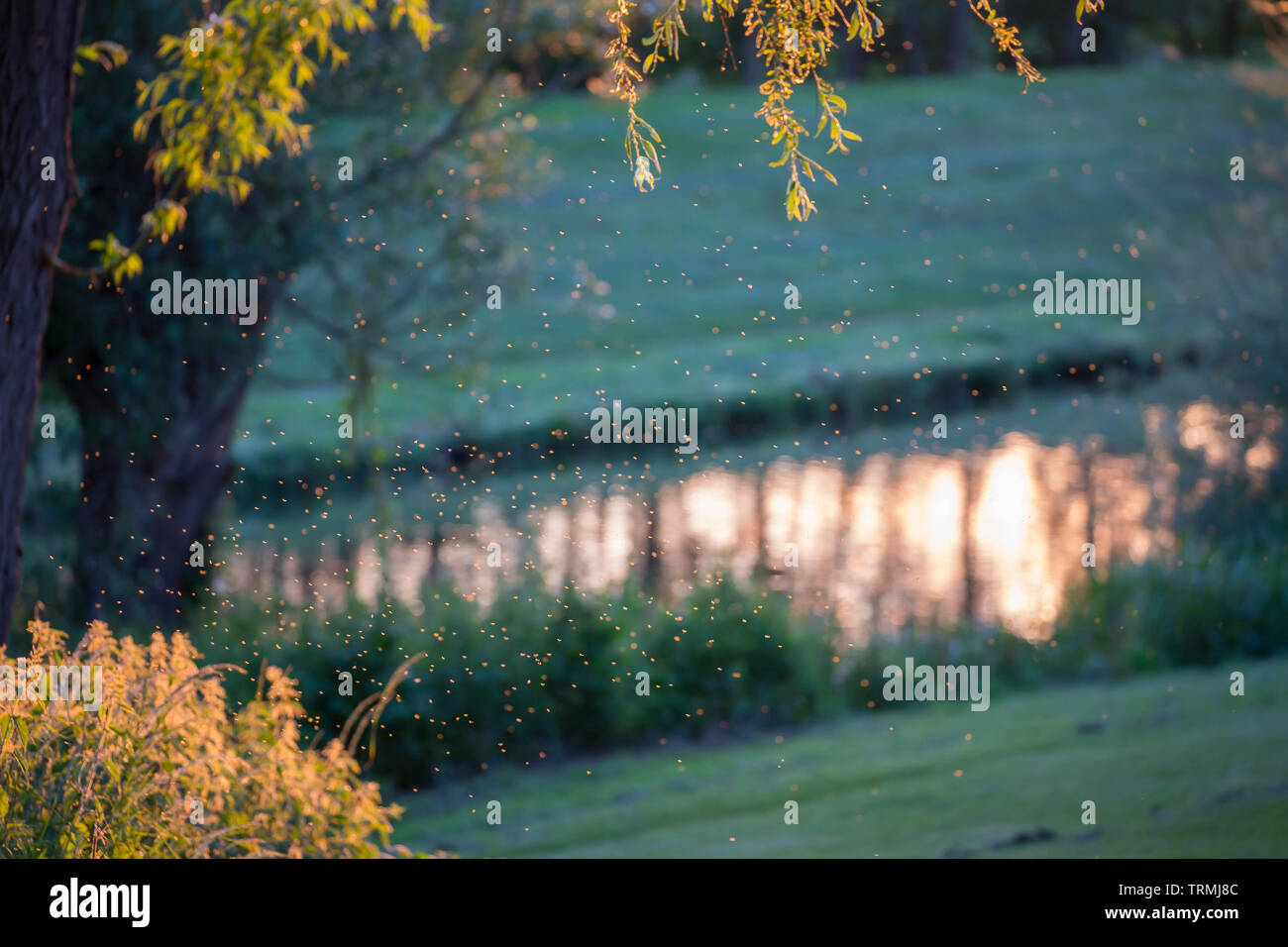 Landschaft Schoß von Hunderten von schweben Fliegen, Käfer, Mücken in der Luft am Abend Sonnenlicht sichtbar, an der Seite eines britischen Kanal bei Sonnenuntergang. Stockfoto