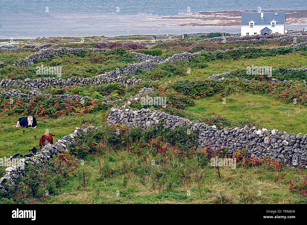 Steinmauern und Kühe in die Landschaft von Inishmore, Aran Island, Irland. Stockfoto