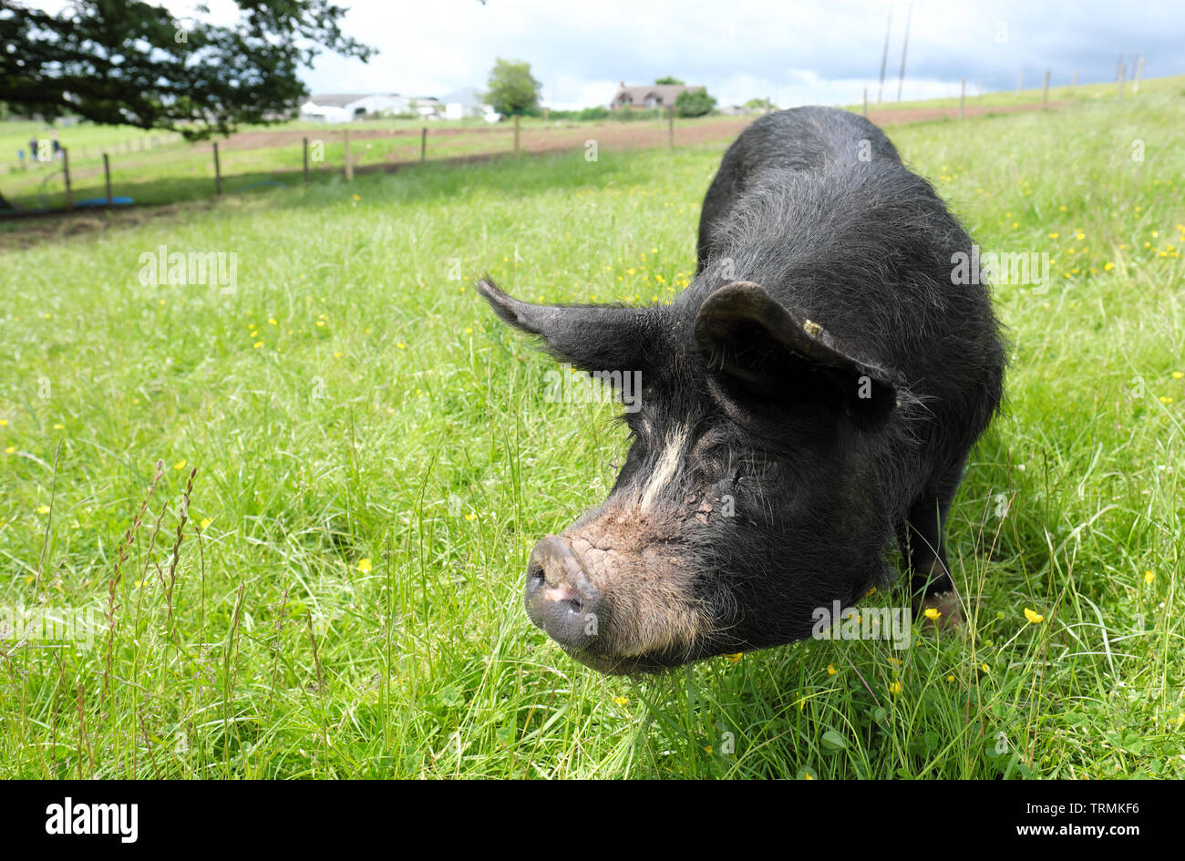 Berkshire Schwein eine seltene Rasse in Großbritannien ist hauptsächlich in Schwarz mit weißen Abzeichen im Gesicht und Füße und hat aufrechte Ohren Stockfoto